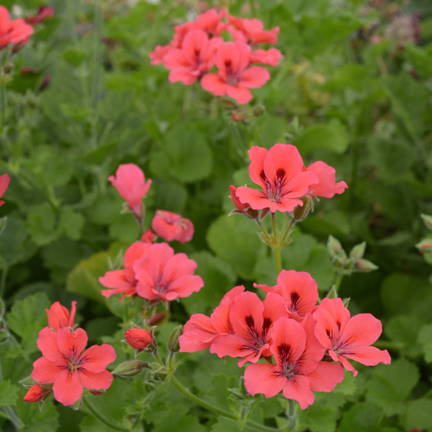 Hazel's Finale - Decorative Pelargonium (Geranium) plant in 6cm bio pot