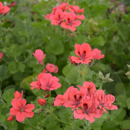 Hazel's Finale - Decorative Pelargonium (Geranium) plant in 6cm bio pot