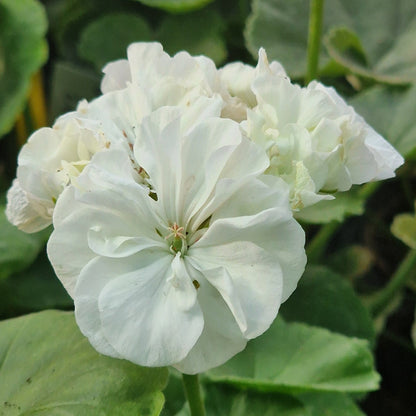 Hermione - Zonal Pelargonium / Geranium Garden Plant - 6cm bio pot