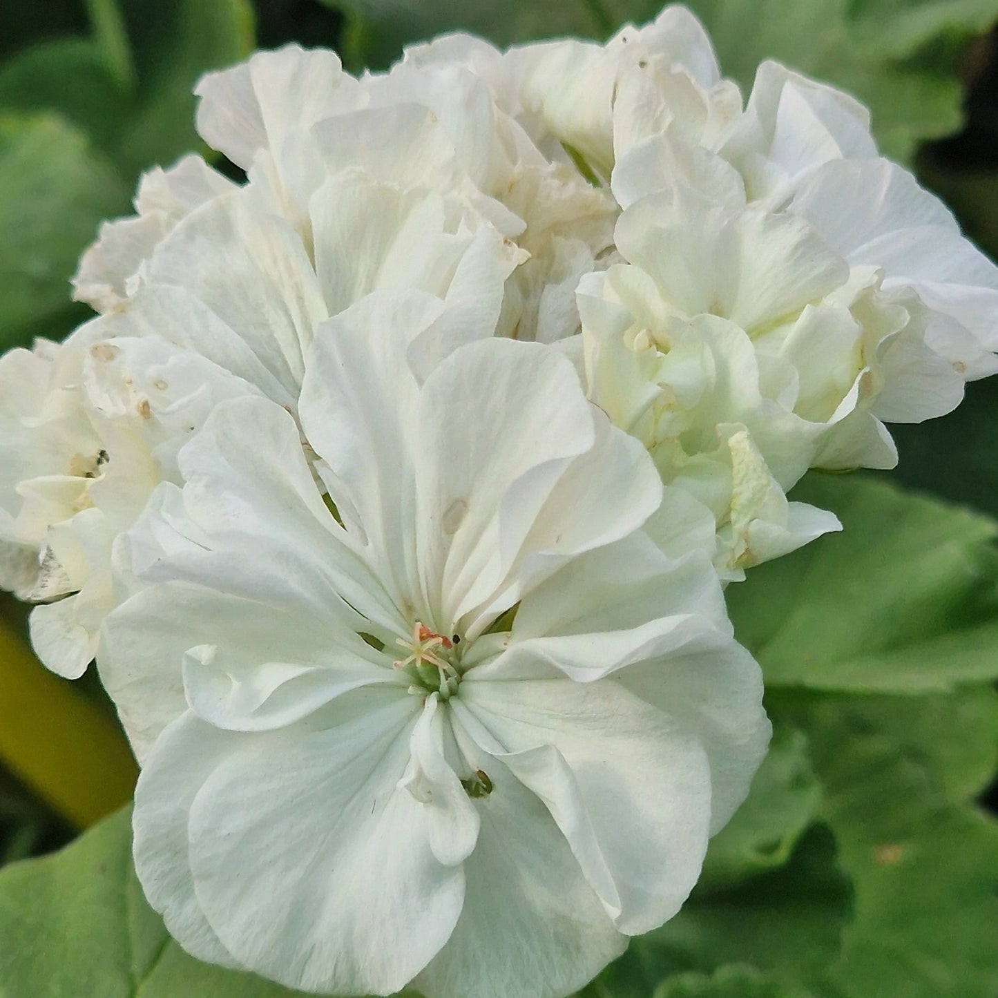Hermione - Zonal Pelargonium / Geranium Garden Plant - 6cm bio pot