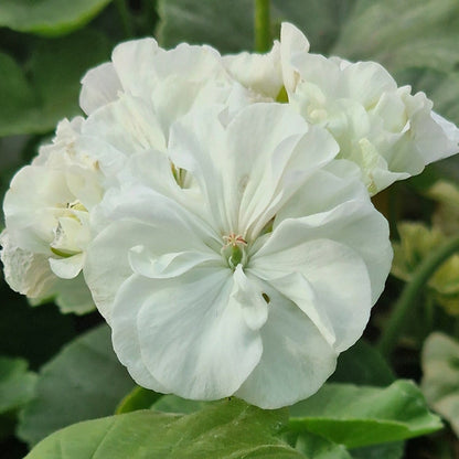 Hermione - Zonal Pelargonium / Geranium Garden Plant - 6cm bio pot