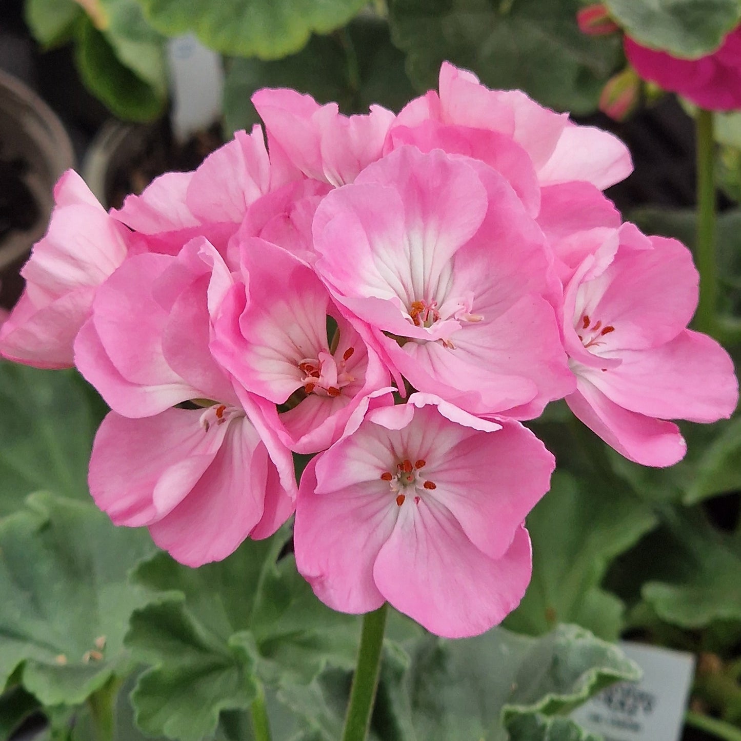 Highfield's Festival - Zonal Pelargonium / Geranium Garden Plant - 6cm bio pot