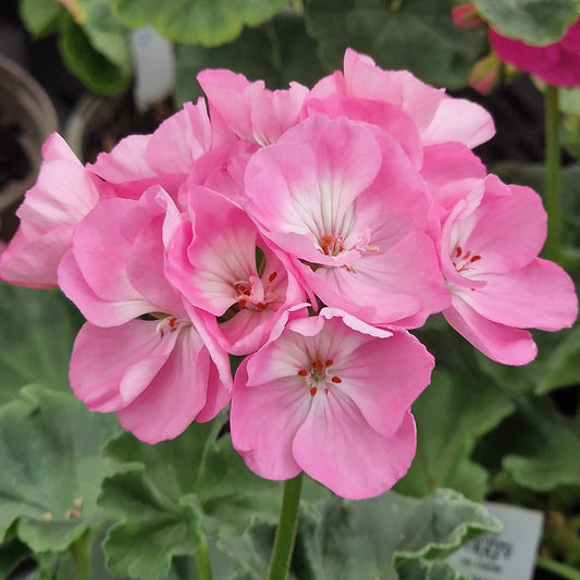 Highfield's Festival - Zonal Pelargonium / Geranium Garden Plant - 6cm bio pot