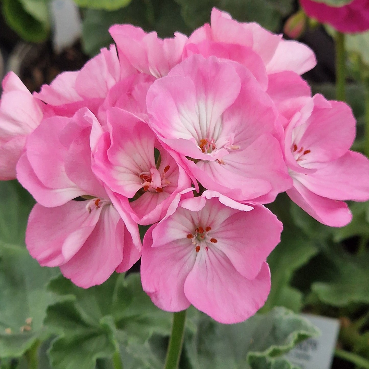 Highfield's Festival - Zonal Pelargonium / Geranium Garden Plant - 6cm bio pot