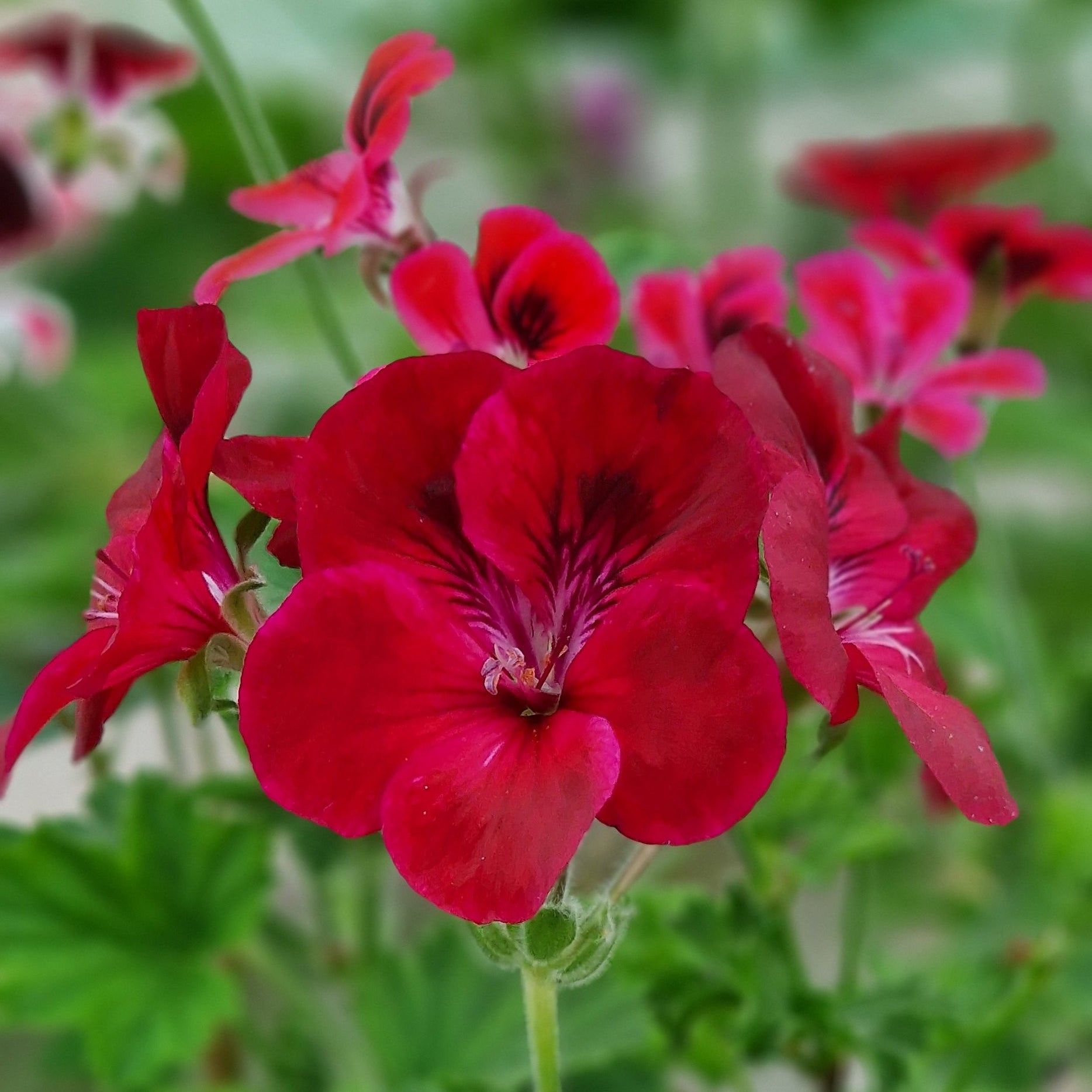 Hindoo Decorative Pelargonium