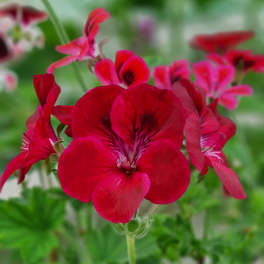Hindoo Decorative Pelargonium