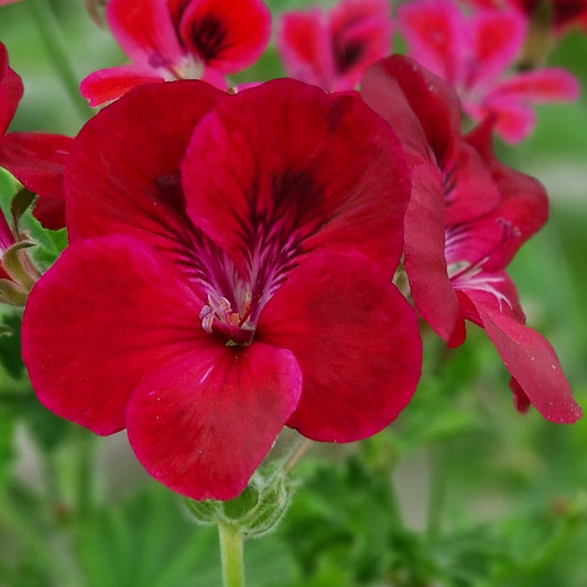 Hindoo Decorative Pelargonium