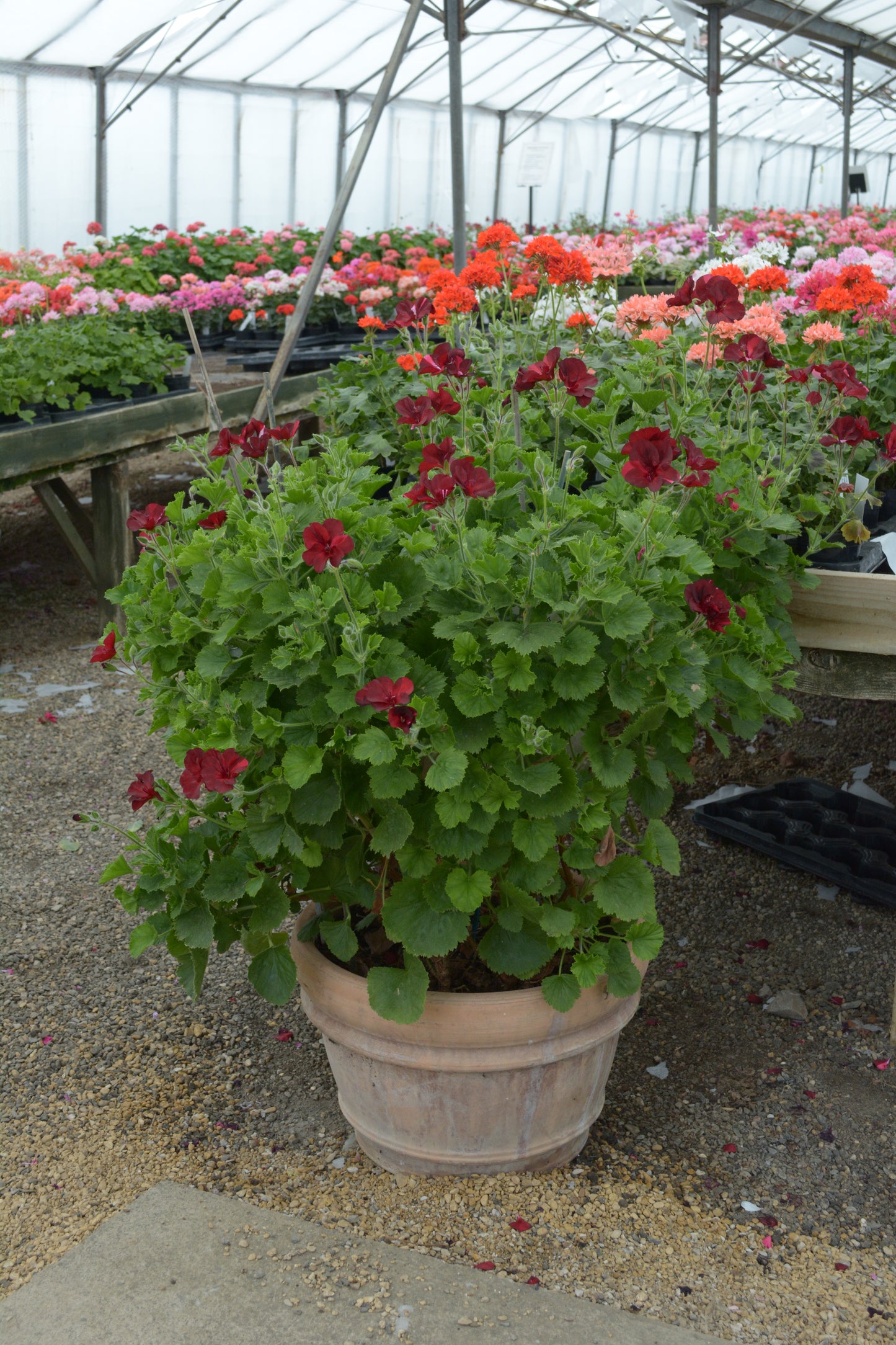 Hindoo Nights - Decorative Pelargonium (Geranium) plant in 6cm bio pot