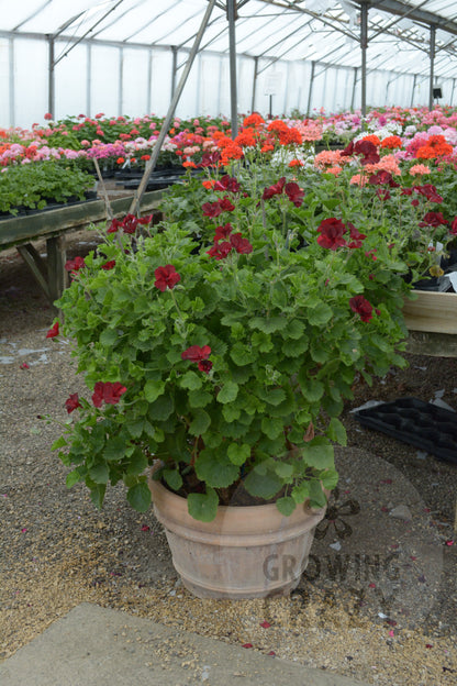 Hindoo Nights - Decorative Pelargonium (Geranium) plant in 6cm bio pot