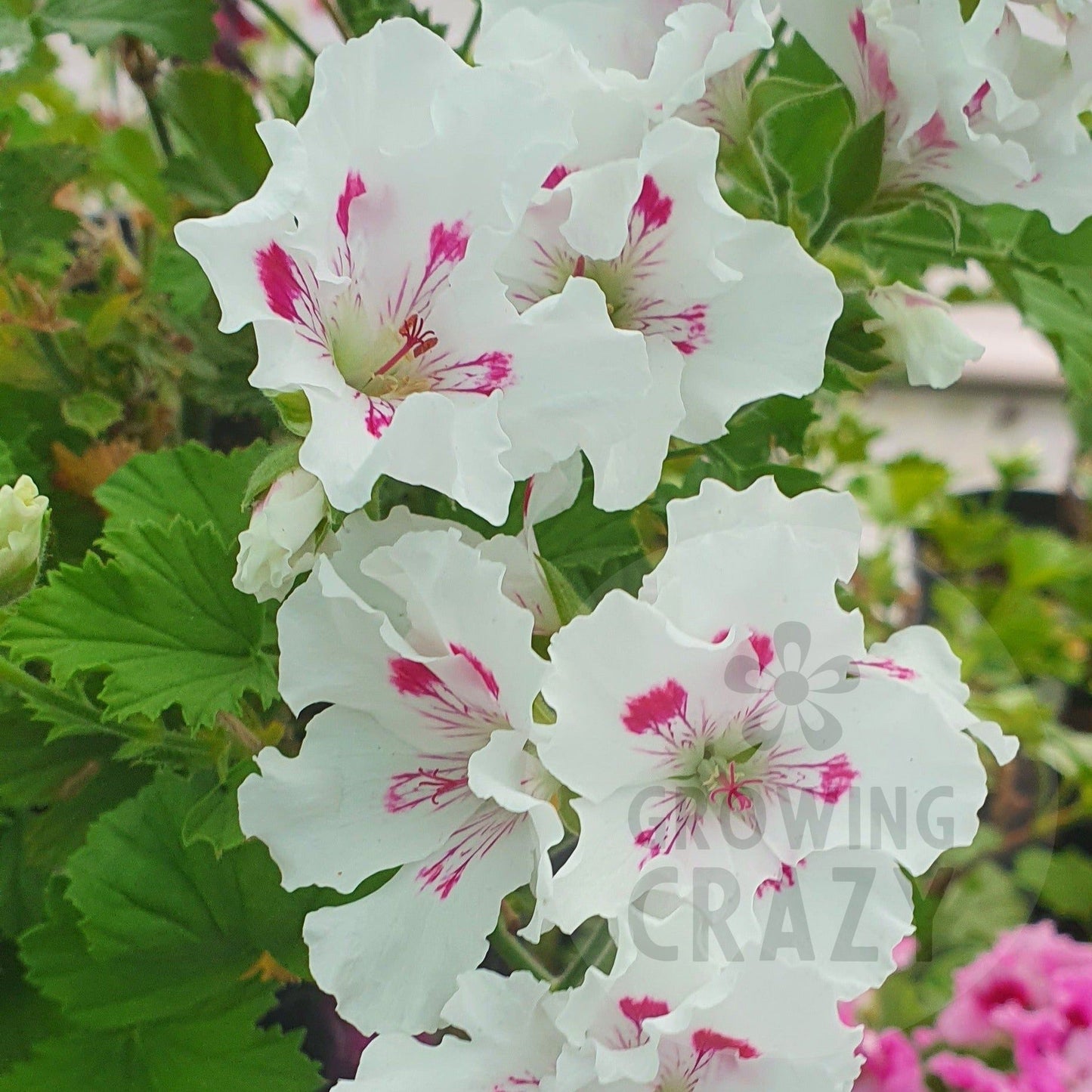 Horace Parsons - Regal Pelargonium (Geranium)   containers and great in a border