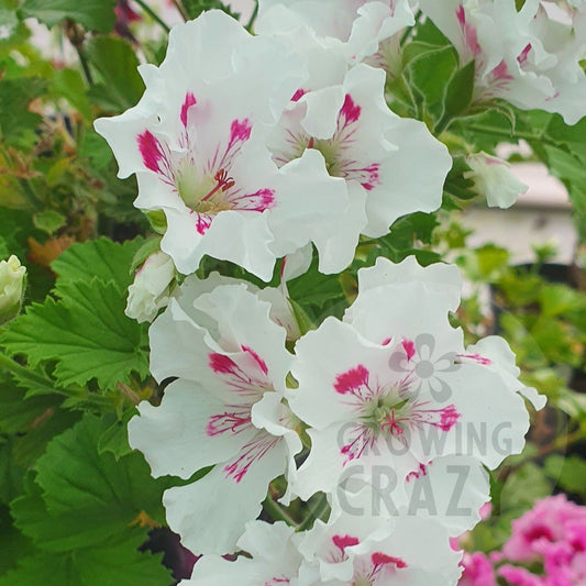 Horace Parsons - Regal Pelargonium (Geranium)   containers and great in a border