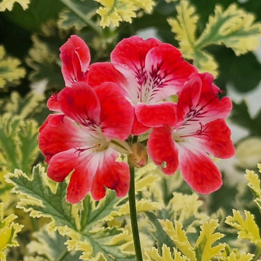 Phyllis - Unique Pelargonium (Geranium) Plant - 6cm bio pot