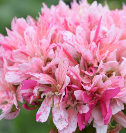 Fairfields - Stellar Pelargonium (Geranium) Plant - 6cm bio pot