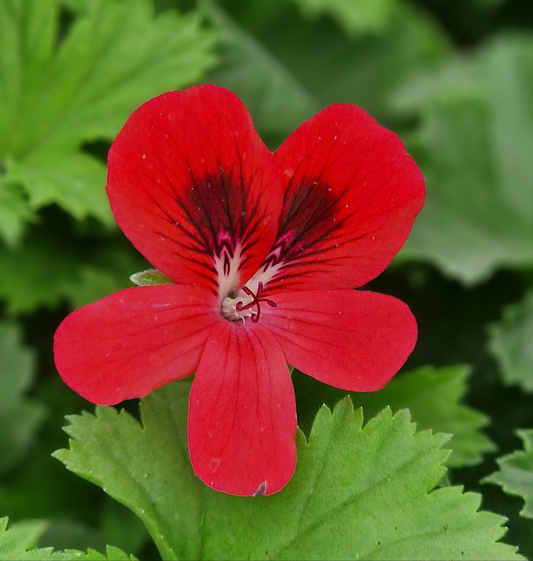 Lesley William Burrow - Decorative Pelargonium (Geranium) plant in 6cm bio pot
