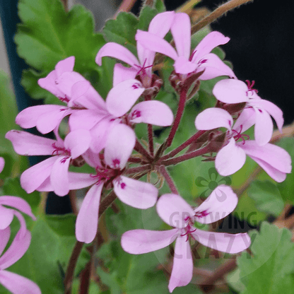 P. Deerwood Lavender Lass - Species Hybrid Pelargonium / Geranium - Single Plant 6cm bio Pot
