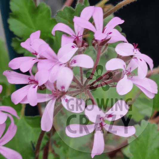 Deerwood Lavender Lass - Species Hybrid Pelargonium / Geranium - Single Plant 9cm pot