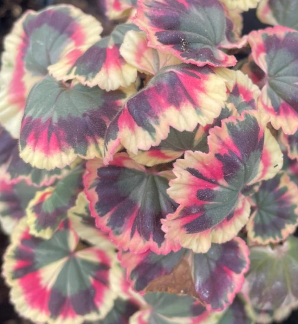 Excalibur - Coloured Leaf Pelargonium / Geranium Plant - 7cm pot
