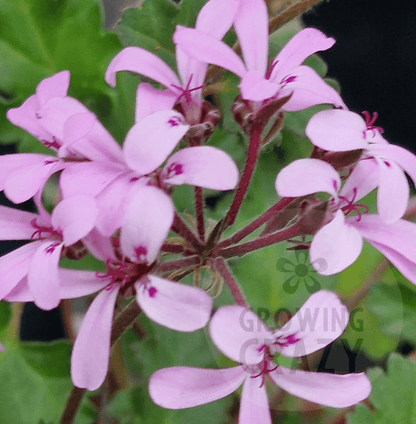 P. Deerwood Lavender Lass - Species Hybrid Pelargonium / Geranium - Single Plant 6cm bio Pot