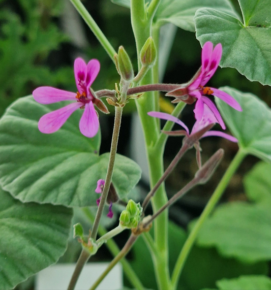 P. reniforme - Species Pelargonium / Geranium - Single Plant 6cm bio Pot