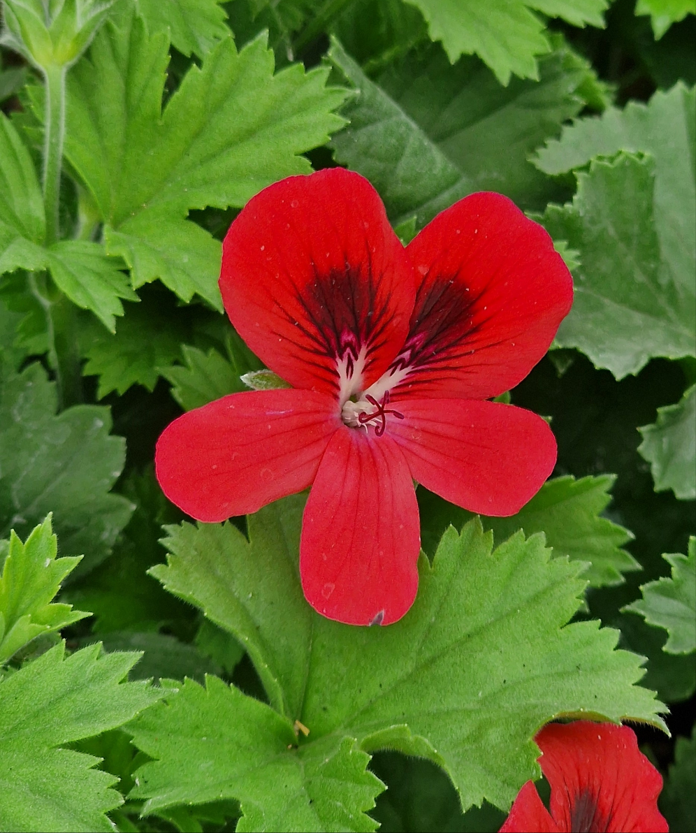 Lesley William Burrow - Decorative Pelargonium (Geranium) plant in 6cm bio pot