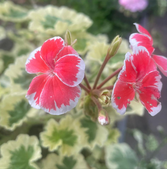 Hagmas Trolkrem - Coloured Leaf Pelargonium / Geranium Plant - 7cm pot