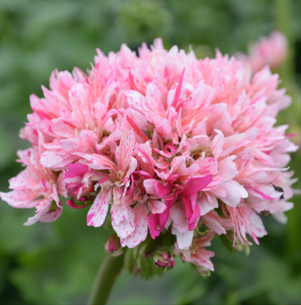 Fairfields - Stellar Pelargonium (Geranium) Plant - 6cm bio pot