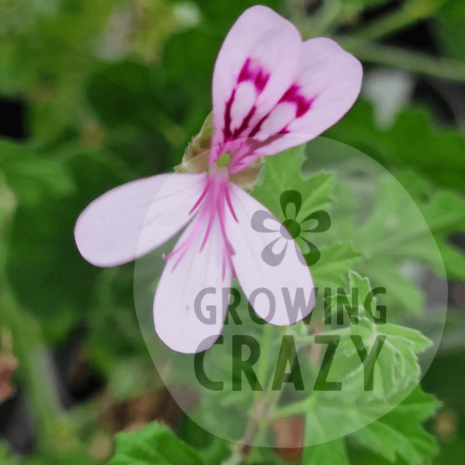 Psuedoglutinosum - unusual Species Pelargonium / Geranium - Single Plant 9cm pot