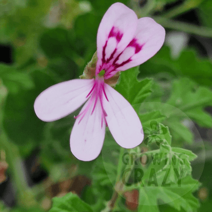 P. psuedoglutinosum - Species Hybrid Pelargonium / Geranium - Single Plant 6cm bio Pot