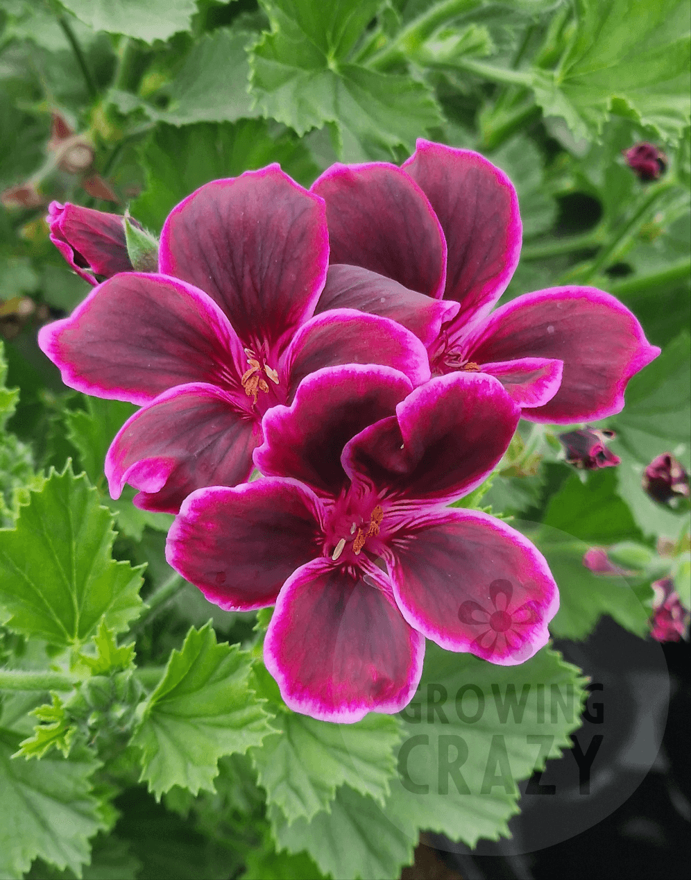 Imperial Bute - NEW Regal Pelargonium (Geranium) plant - 6cm bio pot