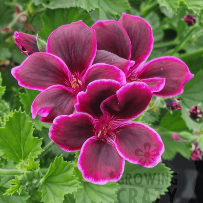 Imperial Bute - Regal Pelargonium (Geranium) plant - 6cm bio pot