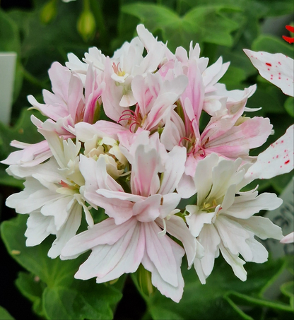 Vectis Finery - Stellar Pelargonium (Geranium) Plant - 6cm bio pot