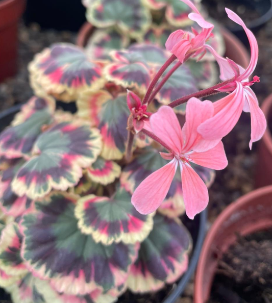 Excalibur - Coloured Leaf Pelargonium / Geranium Plant - 7cm pot