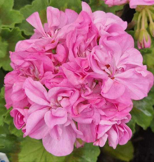 Jips Freda Burgess - Coloured Leaf Pelargonium (Geranium) Plant - 6cm bio pot