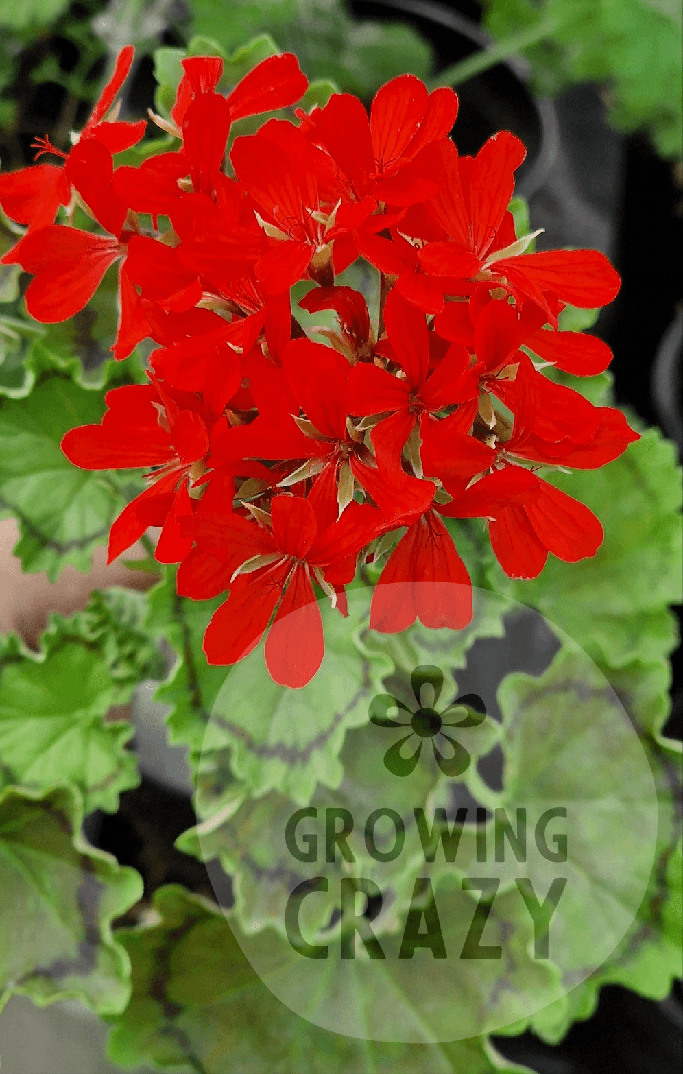 Distinction - Coloured Leaf Pelargonium (Geranium) Plant - 6cm pot