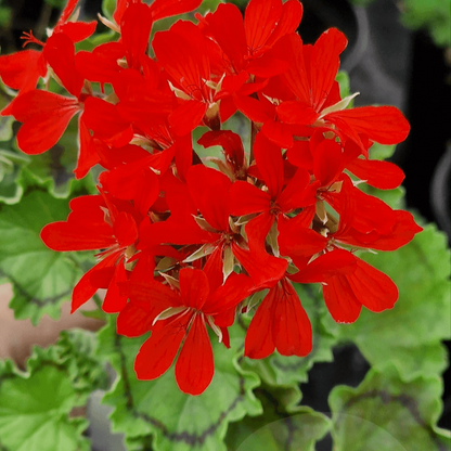 Distinction - Coloured Leaf Pelargonium (Geranium) Plant - 6cm pot