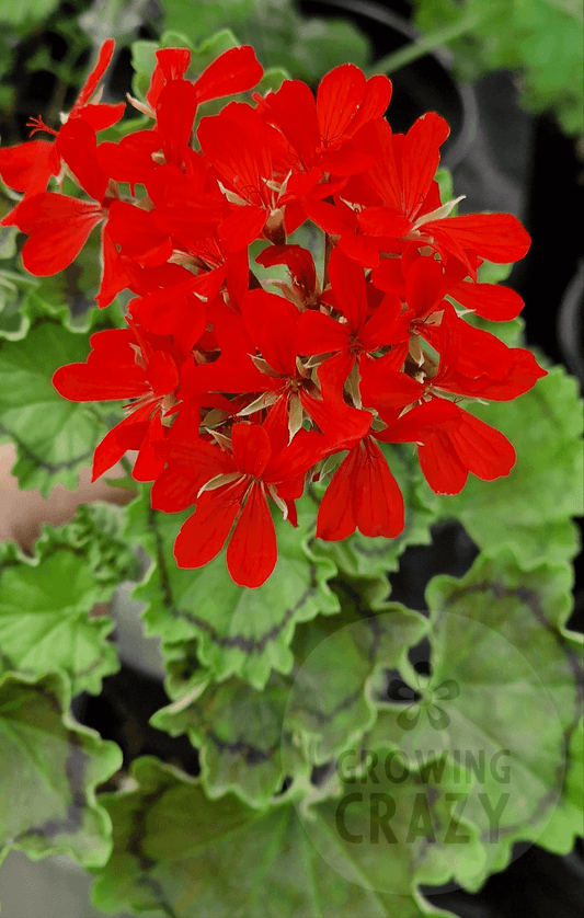 Distinction - Coloured Leaf Pelargonium (Geranium) Plant - 6cm pot