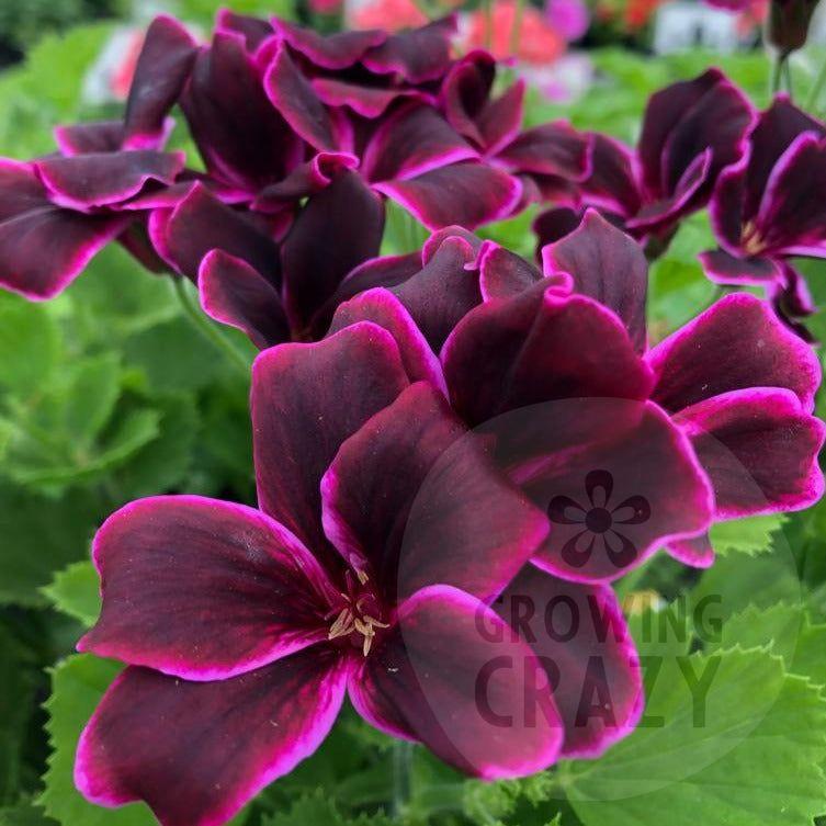 Imperial Bute - NEW Regal Pelargonium (Geranium)  dramatic lighter purple-lilac