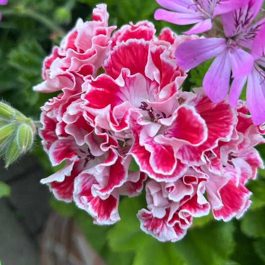 Princess of Wales - Regal Pelargonium (Geranium) plant - 6cm bio pot