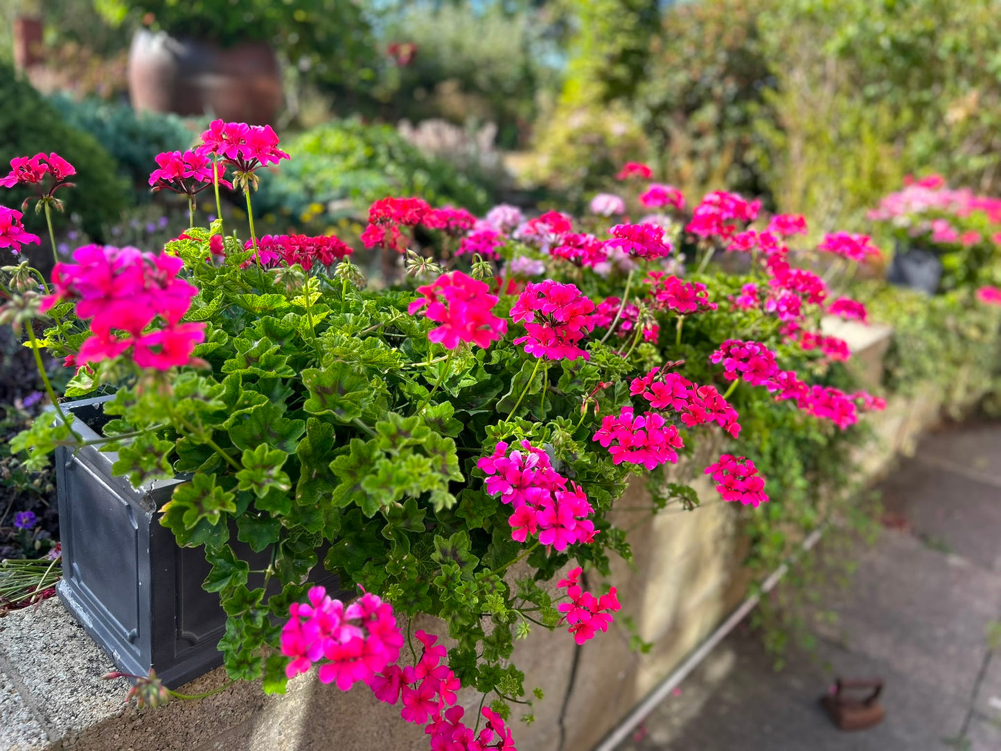 Crocodile - Ivy Leaved Pelargonium (Geranium) Plant - 6cm bio pot