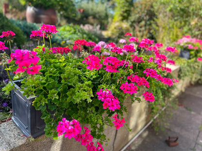 Crocodile - Ivy Leaved Pelargonium (Geranium) Plant - 6cm bio pot