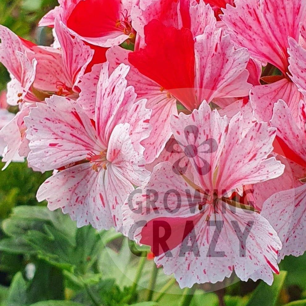 Vectis Volcano Stellar Pelargonium provides an eruption of well rounded flowers with flushes of pink speckling and splashes of red, this variety is nice and compact and puts on a great display.