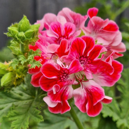 Mons Ninon - Unique Pelargonium (Geranium) Plant - 6cm bio pot