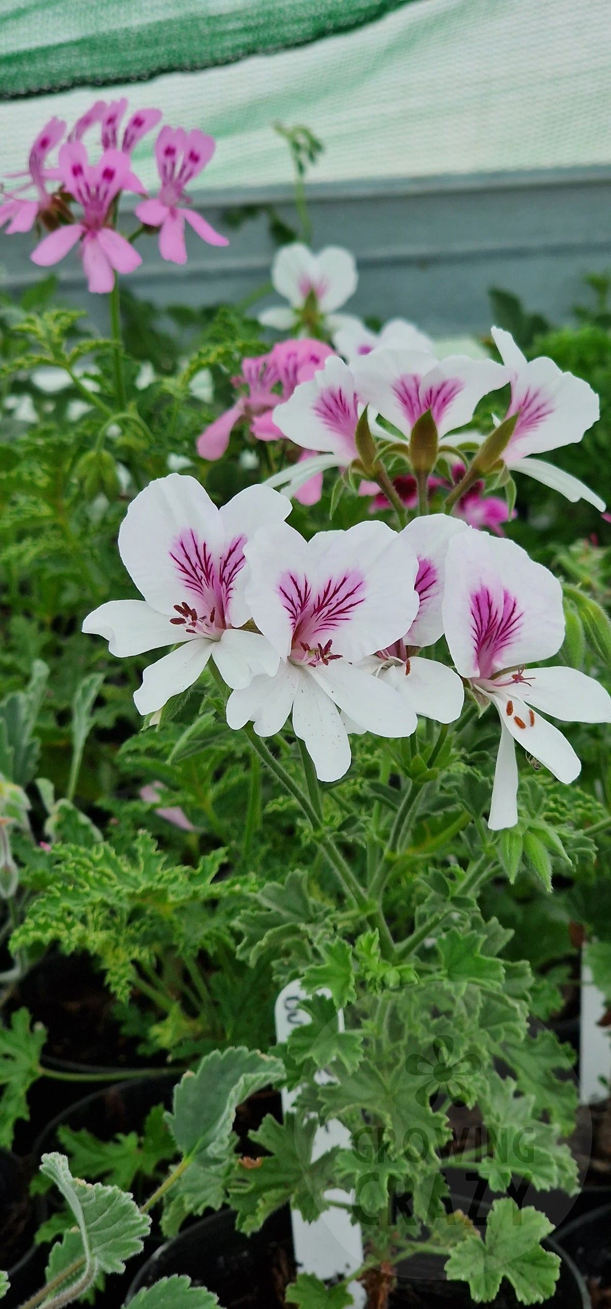Imperial Butterfly Angel Pelargonium in flower