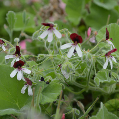 Islington Peppermint - Peppermint Scented Leaf Pelargonium (Geranium) Plant - 6cm