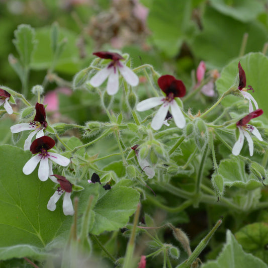 Islington Peppermint - Peppermint Scented Leaf Pelargonium (Geranium) Plant - 6cm