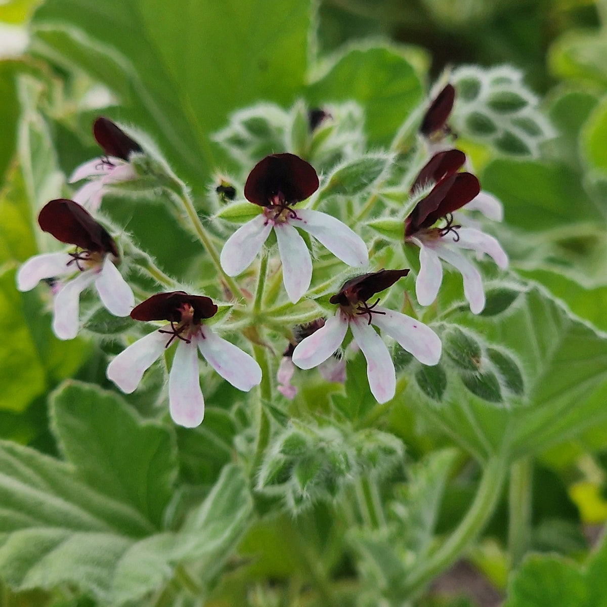 Islington Peppermint scented leaf Pelargonium in flower