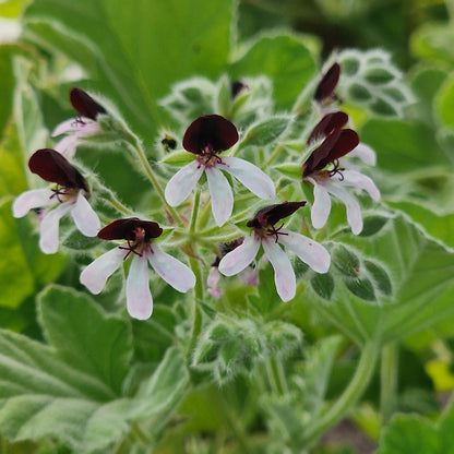 Islington Peppermint scented leaf Pelargonium in flower