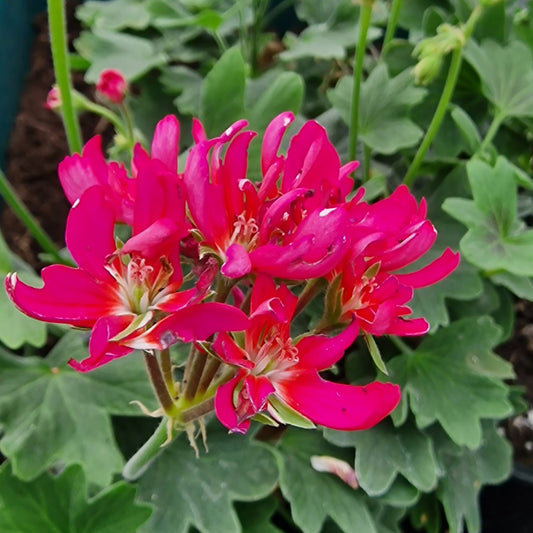 John Round - Stellar Pelargonium (Geranium) Plant - 6cm bio pot