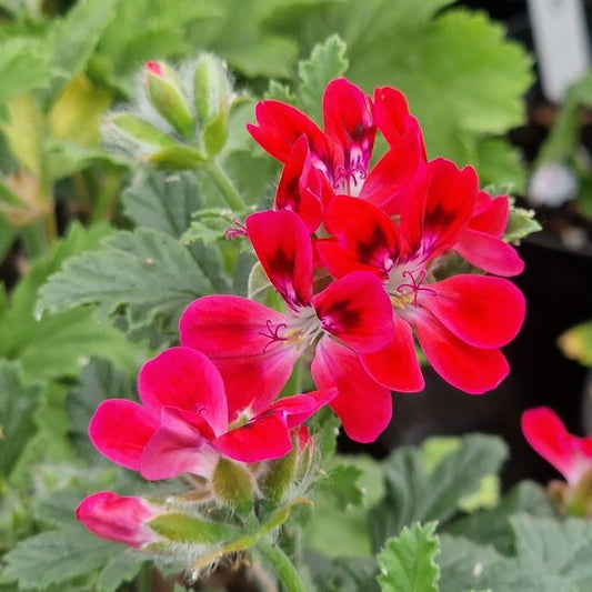 Robins Unique - Unique Pelargonium (Geranium) Plant - 6cm bio pot