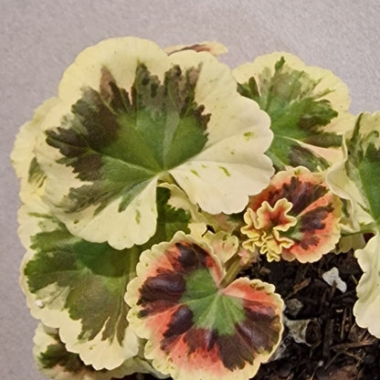 Jips Bunjy - Coloured Leaf Pelargonium (Geranium) Plant - 6cm bio pot